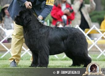 Фото: ньюфаундленд A Fine Fellow from Salina