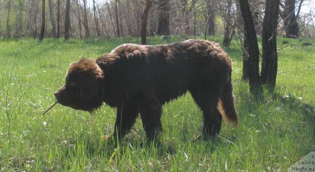 Фото: ньюфаундленд Lesnaja Skazka Korolevskiy Medved (Лесная Сказка Королевский Медведь)