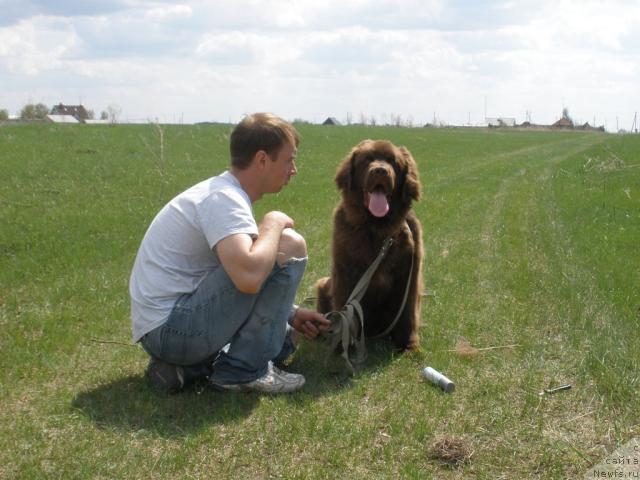Фото: Dmitriy Samarcev (Дмитрий Самарцев), ньюфаундленд Lesnaja Skazka Korolevskiy Medved (Лесная Сказка Королевский Медведь)