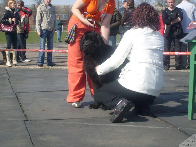 Фото: ньюфаундленд Polnochnaya Zvezda (Полночная Звезда)