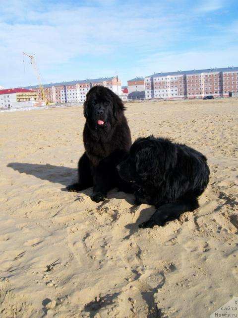 Фото: ньюфаундленд Fortuna of Giant's Island, Глория