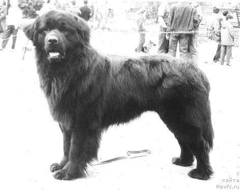 Фото: ньюфаундленд Ul'nar Paj of Layf Seyver (Ульнар Паж оф Лайф Сейвер)