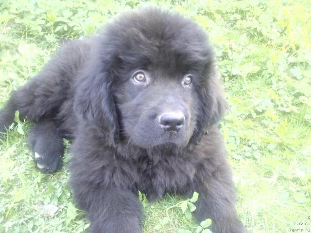 Фото: ньюфаундленд Lyubimyiy Lovelas (Любимый Ловелас)