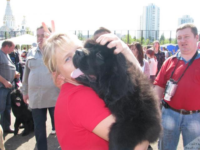 Фото: ньюфаундленд Lyubimyiy Lovelas (Любимый Ловелас), ньюфаундленд Lyubimyiy Lovelas (Любимый Ловелас), Tat'yana Bogdan (Татьяна Богдан)