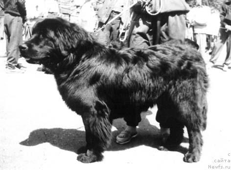 Фото: ньюфаундленд Jermon Admi Ni of Layf Seyver (Жермон Адми Ни оф Лайф Сейвер)