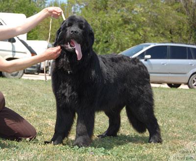 Фото: ньюфаундленд Charly Bolshoj Malysh (Чарли Большой Малыш)