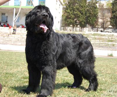 Фото: ньюфаундленд Bogdana Kara Deniz (Богдана Кара Дениз)