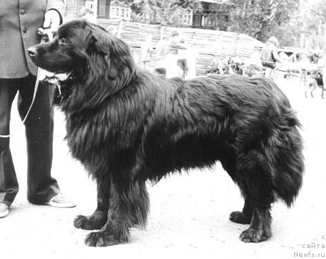 Фото: ньюфаундленд Admiral Aldart (Адмирал Алдарт)