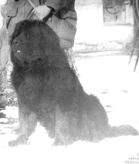 Фото: ньюфаундленд Ielloustoun Seyver (Иеллоустоун Сейвер)