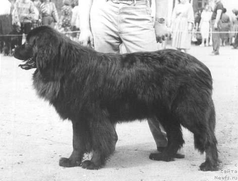 Фото: ньюфаундленд Alel' Aldart (Алель Алдарт)