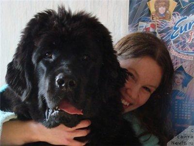 Фото: ньюфаундленд Arh B'yuti Oksi Svet (Арх Бьюти Окси Свет), Anastasiya Mischenko (Анастасия Мищенко)