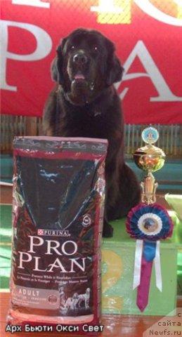 Фото: ньюфаундленд Arh B'yuti Oksi Svet (Арх Бьюти Окси Свет)