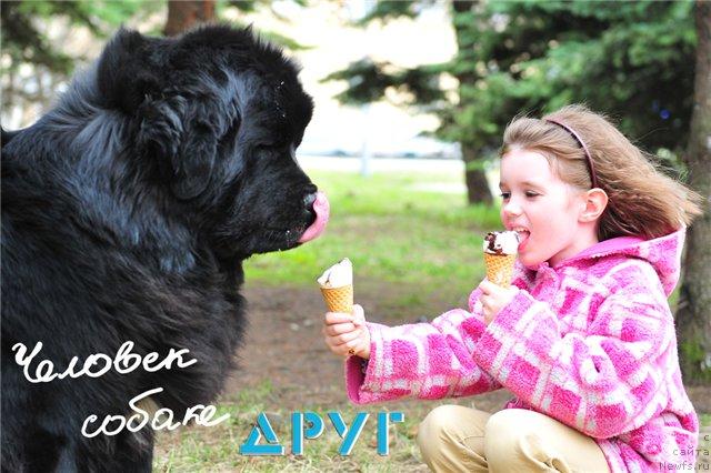 Фото: ньюфаундленд Plushevaya Panda Iskryaschiysya Calipso (Плюшевая Панда Искрящийся Калипсо)