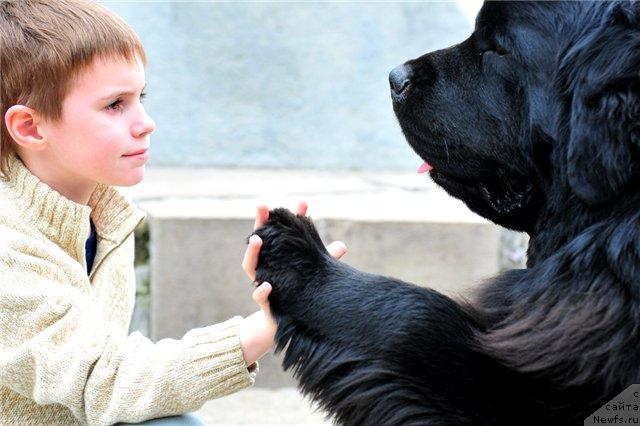 Фото: ньюфаундленд Plushevaya Panda Iskryaschiysya Calipso (Плюшевая Панда Искрящийся Калипсо)