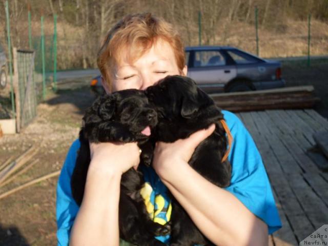 Фото: ньюфаундленд Akvatoriya Kelvin Grafinya Vishenka (Акватория Келвин Графиня Вишенка)