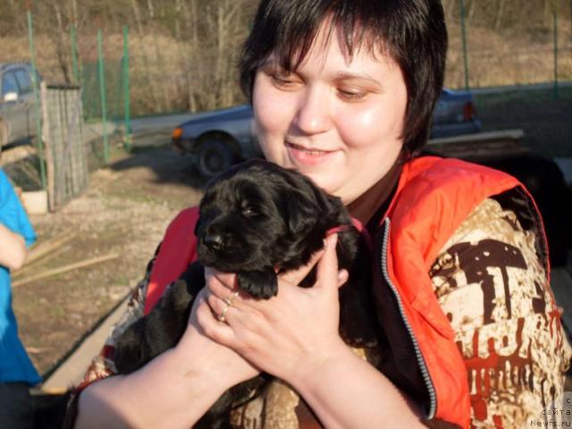 Фото: ньюфаундленд Akvatoriya Kelvin Grafinya Vishenka (Акватория Келвин Графиня Вишенка)