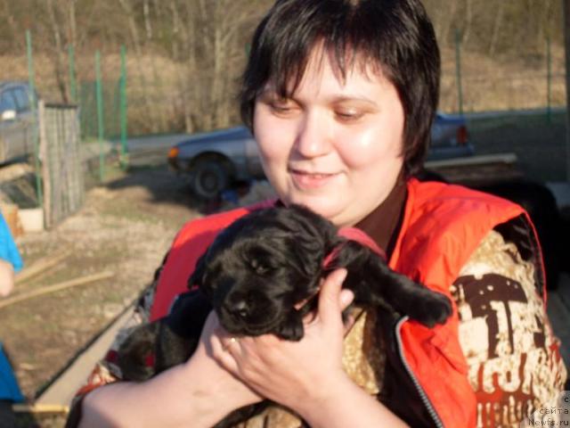 Фото: ньюфаундленд Akvatoriya Kelvin Grafinya Vishenka (Акватория Келвин Графиня Вишенка)