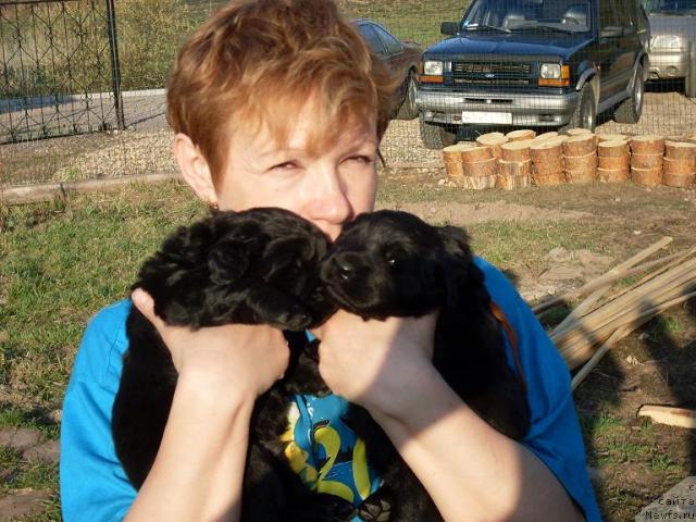 Фото: ньюфаундленд Akvatoriya Kelvin Grafinya Vishenka (Акватория Келвин Графиня Вишенка)