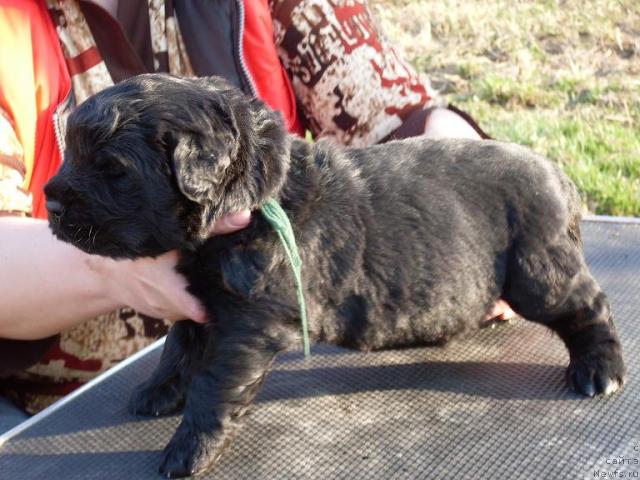 Фото: ньюфаундленд Akvatoriya Kelvin Grafinya Vishenka (Акватория Келвин Графиня Вишенка)