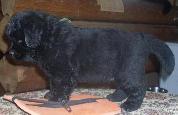 Фото: ньюфаундленд Akvatoriya Kelvin Grafinya Vishenka (Акватория Келвин Графиня Вишенка)