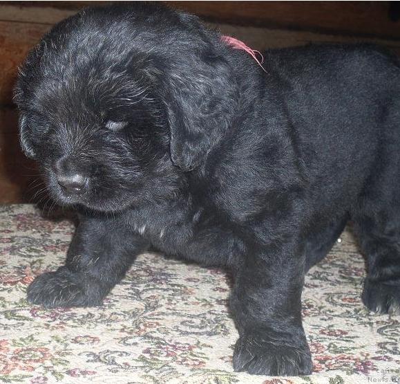 Фото: ньюфаундленд Akvatoriya Kelvin Grafinya Vishenka (Акватория Келвин Графиня Вишенка)