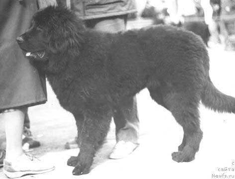 Фото: ньюфаундленд Hossi YAlar (Хосси Ялар)