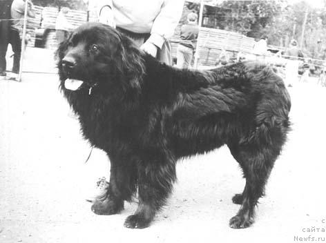 Фото: ньюфаундленд Portos Him YEss (Портос Хим Эсс)