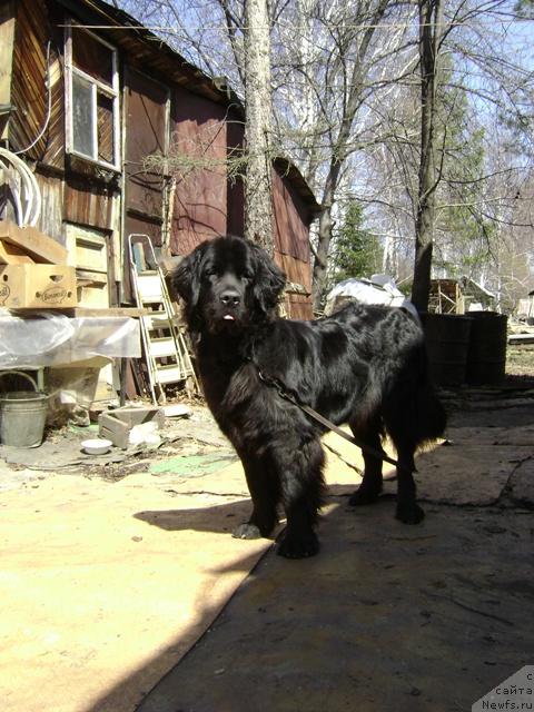 Фото: ньюфаундленд Amazonka YEmi CHardishik (Амазонка Эми Чардишик)