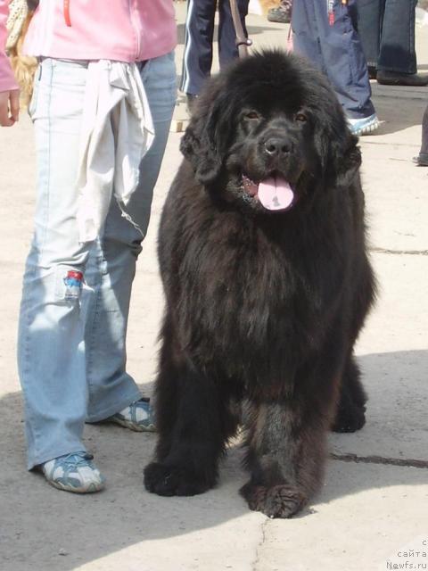 Фото: ньюфаундленд Rafayella Brillians CHernaya Jemchujina (Рафаэлла Бриллианс Черная Жемчужина)