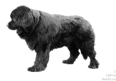 Фото: ньюфаундленд Rokki Janess (Рокки Жанесс)