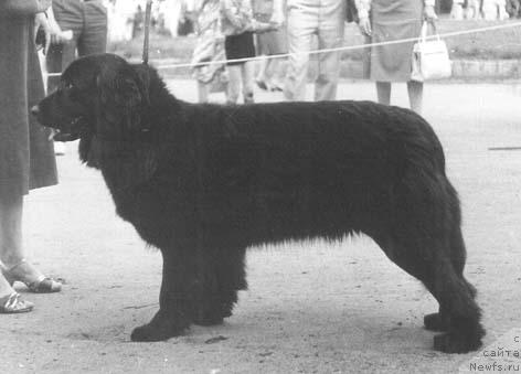 Фото: ньюфаундленд Brekan Cinda (Брекан Цинда)