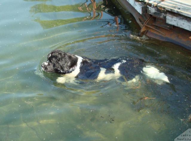 Фото: ньюфаундленд Mag Ispolin Infanta (Маг Исполин Инфанта)