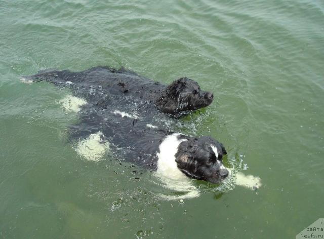 Фото: ньюфаундленд Mag Ispolin Gardarika (Маг Исполин Гардарика), ньюфаундленд Mag Ispolin Infanta (Маг Исполин Инфанта)