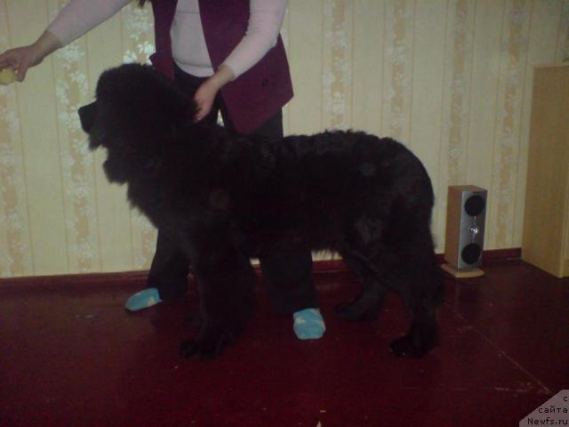 Фото: ньюфаундленд Koldovskaya Lyubov' (Колдовская Любовь)