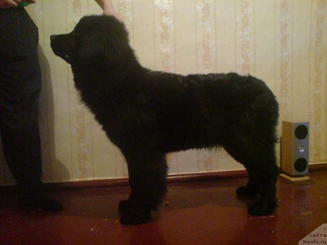 Фото: ньюфаундленд Koldovskaya Lyubov' (Колдовская Любовь)