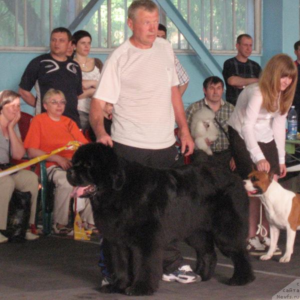 Фото: ньюфаундленд Zakadychny Dryg s Berega Dona (Закадычный Друг с Берега Дона)