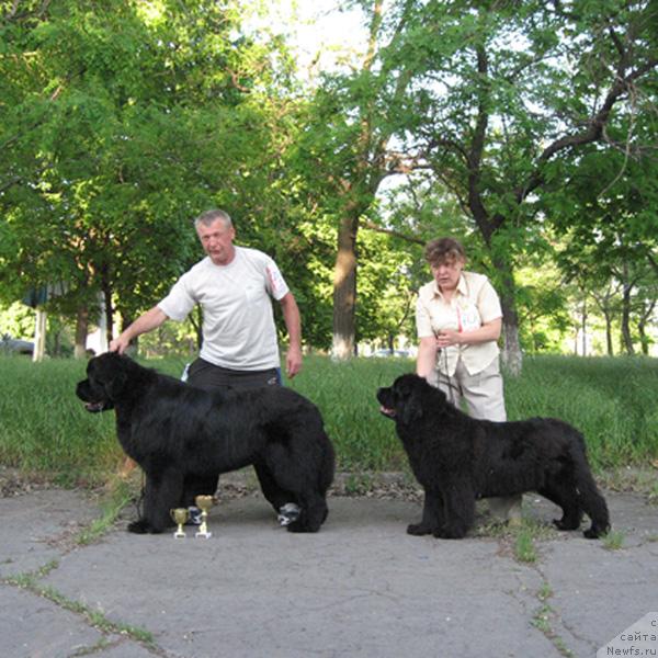 Фото: ньюфаундленд Zakadychny Dryg s Berega Dona (Закадычный Друг с Берега Дона), ньюфаундленд Kingova Doch s Berega Dona (Кингова Дочь с Берега Дона)