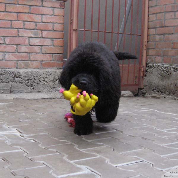 Фото: ньюфаундленд Istinnyiy Kavaler s Berega Dona (Истинный Кавалер с Берега Дона)