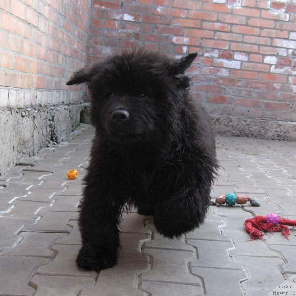 Фото: ньюфаундленд Istinnyiy Kavaler s Berega Dona (Истинный Кавалер с Берега Дона)