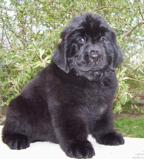 Фото: ньюфаундленд Akvatoriya Kelvin Indiana Djons (Акватория Келвин Индиана Джонс)