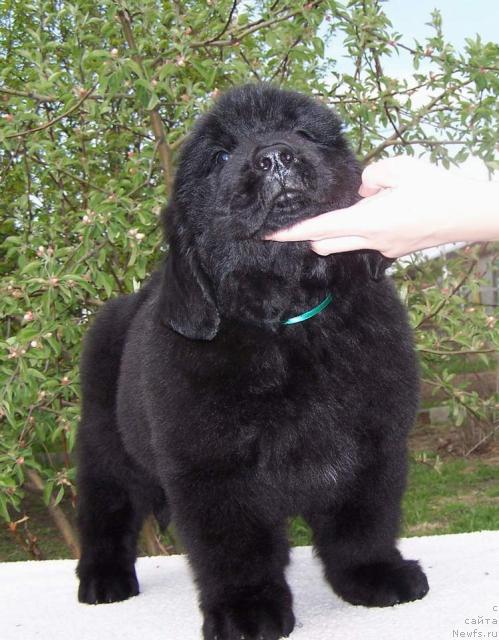 Фото: ньюфаундленд Akvatoriya Kelvin Indiana Djons (Акватория Келвин Индиана Джонс)