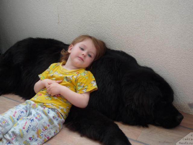 Фото: ньюфаундленд Akello-Lan'yu 