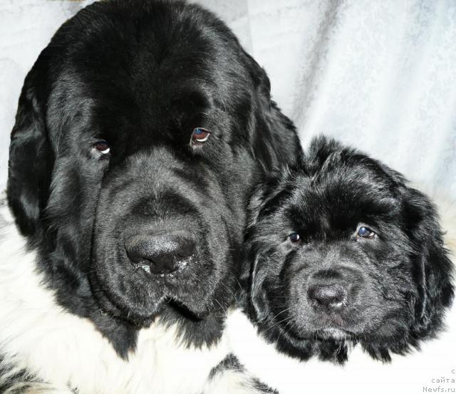 Фото: ньюфаундленд Super Bizon Argo (Супер Бизон Арго), и, ньюфаундленд Kiper Soul Elizaveta (Кипер Соул Елизавета)
