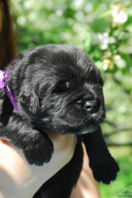 Фото: ньюфаундленд Sent Djons Seaman (Сент Джонс Сиамэн)