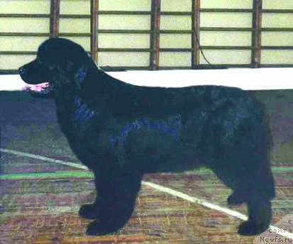 Фото: ньюфаундленд CHernaya Feeriya Nottye Nyera (Черная Феерия Ноттэ Нэра)