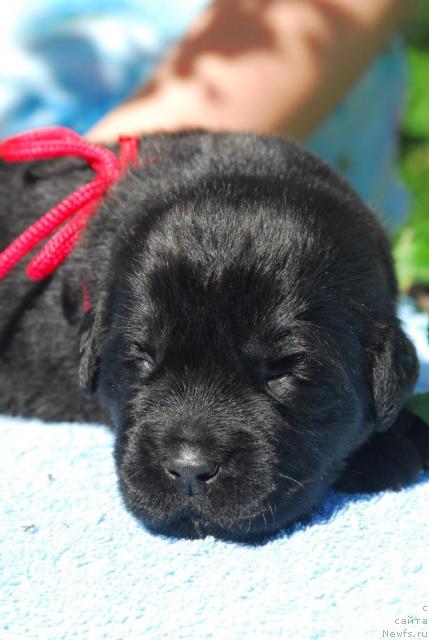 Фото: ньюфаундленд Sent Djons Sabina Mistical (Сент Джонс Сабина Мистикал)