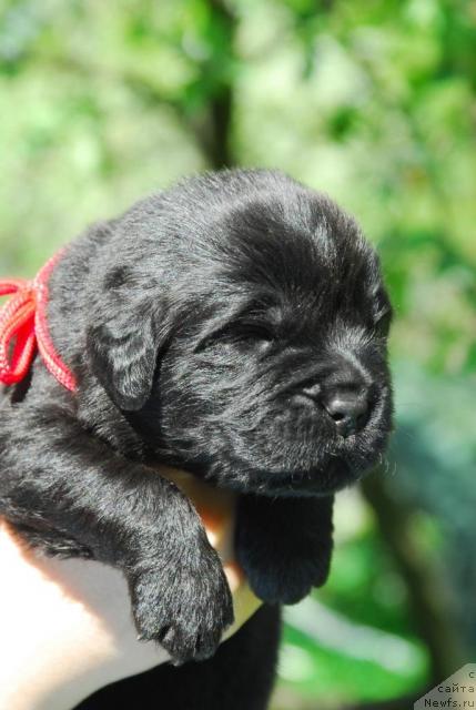 Фото: ньюфаундленд Sent Djons Sabina Mistical (Сент Джонс Сабина Мистикал)