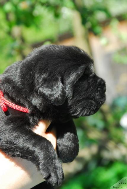 Фото: ньюфаундленд Sent Djons Sabina Mistical (Сент Джонс Сабина Мистикал)