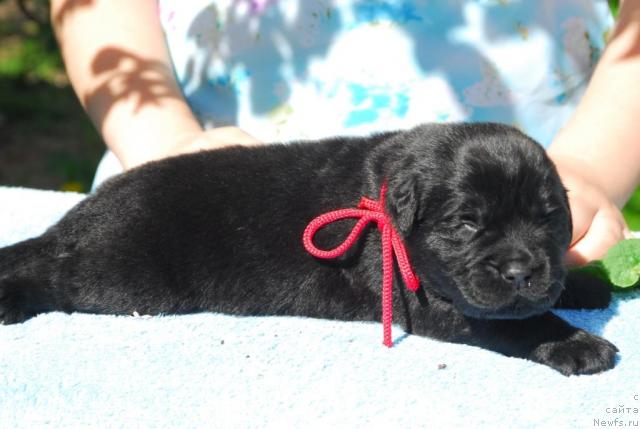 Фото: ньюфаундленд Sent Djons Sabina Mistical (Сент Джонс Сабина Мистикал)