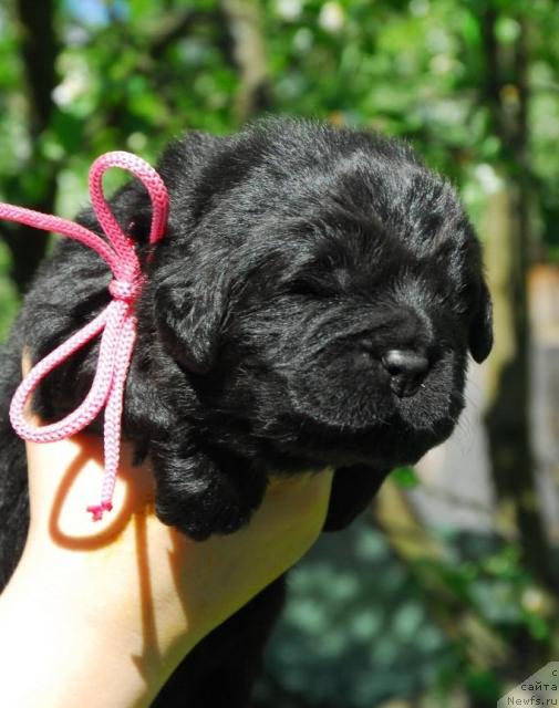 Фото: ньюфаундленд Sent Djons Sofia Dlia Kara Deniz (Сент Джонс София для Кара Дениз)